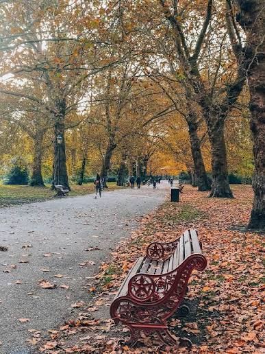 A tree-lined path covered in autumn leaves, with a red bench in the foreground